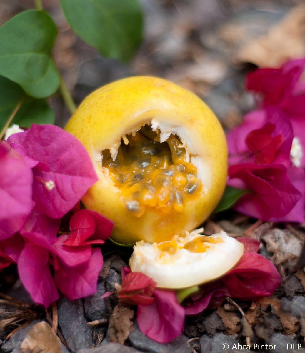 Close up of a Lilikoi or passion fruit ( Passiflora edulis var